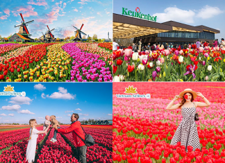 Du lịch Hà Lan tết ngắm những con đường hoa tu líp đầy màu sắc