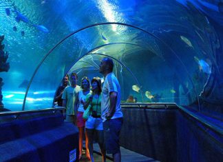 Khám phá thế giới diệu kỳ tại S.E.A Aquarium khi du lịch Singapore