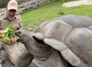 Trải nghiệm khám phá bảo tàng Rùa nổi tiếng trong tour Singapore Trải nghiệm khám phá bảo tàng Rùa nổi tiếng trong tour Singapore